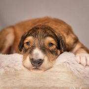 Borzoi Puppies from Luxor Borzoi