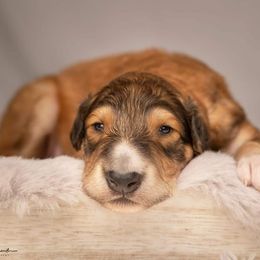 Borzoi Puppies from Luxor Borzoi
