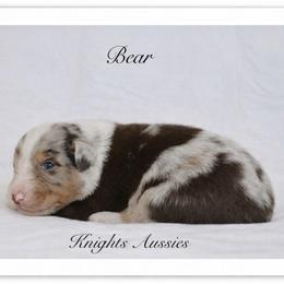Bear - Red merle male Australian Shepherd puppy in Ceres, California from Knight's Aussies