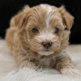 Justus - Apricot male Maltipoo puppy in Lebanon, Kentucky from Mosaic Merle Doodles