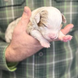 Red Merle male NBT 3 - Red merle male Toy Australian Shepherd puppy in Riverton, Utah from Iron Spirit Homestead & Aussies