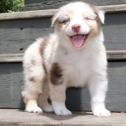 Iris - Red merle female Australian Shepherd puppy in Macon, Georgia from Shaina’s Shepherds