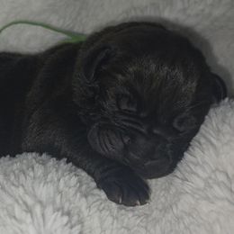 Green - Black brindle male Cane Corso puppy in Lake Elsinore, California from CRUCIAL CANE CORSOS