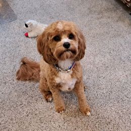 Cavalier King Charles Spaniel and Cavapoo All Grown Up from Terrace Cavaliers and Cavapoo’s