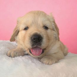 Golden Retriever Puppies from Goldens of Hope