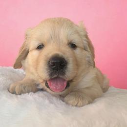 Golden Retriever Puppies from Goldens of Hope