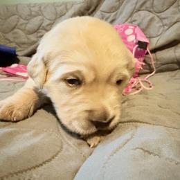 Rosebud Amore - Light golden female Golden Retriever puppy in Gainesville, Florida from Heart and Soul Dog Breeding, Inc.