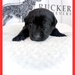 Red Collar Black Male - Black male Labrador Retriever puppy in Gainesville, Georgia from Rucker Retrievers