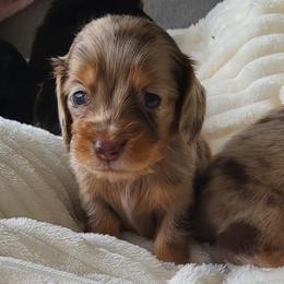 Chocolate dapple - Dapple female Dachshund puppy in Ashford, Alabama from Circle City Dachshunds