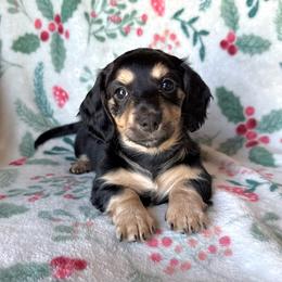 Taffy (orange) - Black and tan female Dachshund puppy in Paoli, Oklahoma from Dobbins Dachshunds