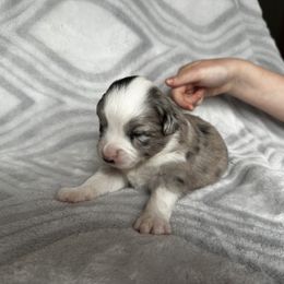 Miniature Australian Shepherd and Toy Australian Shepherd Puppies from Cherry Grove Kennel