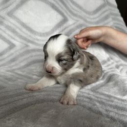 Miniature Australian Shepherd and Toy Australian Shepherd Puppies from Cherry Grove Kennel