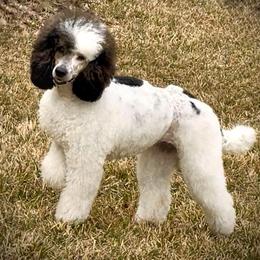 Pascha - Poodle