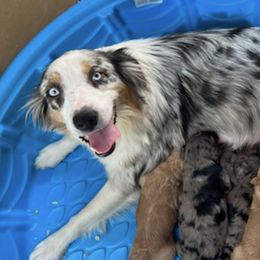 Aussiedoodles and Australian Shepherds from Creek Side Aussies & Doodles