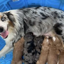 Aussiedoodles and Australian Shepherds from Creek Side Aussies & Doodles