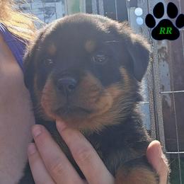 Brown - Black and mahogany male Rottweiler puppy in Tangent, Oregon from Raya's Royals