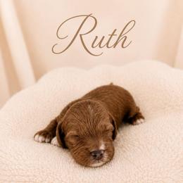 Ruth - Red female Cavapoo puppy in Ephrata, Washington from Mustard Seed Cava Co.