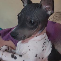 Whisper - Black tan and white female American Hairless Terrier puppy in Lebanon, Missouri from Hearts Companions