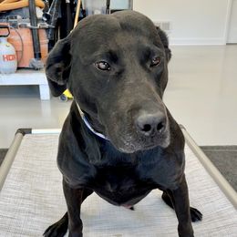 Percy - Labrador Retriever