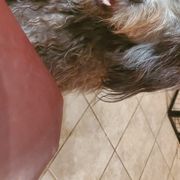 Bergamasco Sheepdogs and Havanese from Revistio Havanese & Bergamasco Sheepdogs