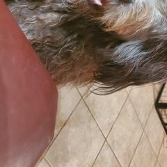 Bergamasco Sheepdogs and Havanese from Revistio Havanese & Bergamasco Sheepdogs