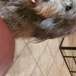 Bergamasco Sheepdogs and Havanese from Revistio Havanese & Bergamasco Sheepdogs