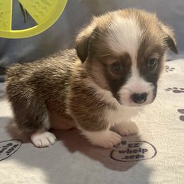Labrador Retriever and Pembroke Welsh Corgi Puppies from FLK Corgis