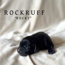 Rockruff - Black male Dilute Retriever puppy in Susanville, California from Bitterbrush Farm & Apiary
