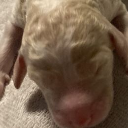 Girl 3 - Poodle puppy in Sherman, Texas from Ruth’s Poodles