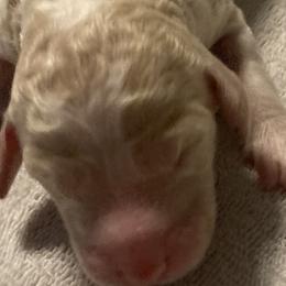 Girl 3 - Poodle puppy in Sherman, Texas from Ruth’s Poodles