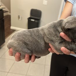 French Bulldog Puppies from Nicole's French Bulldogs