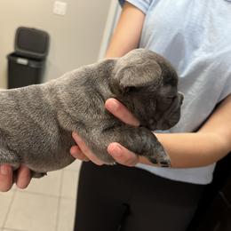 French Bulldog Puppies from Nicole's French Bulldogs