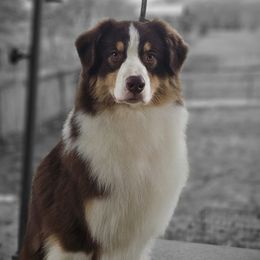 Gunny - Australian Shepherd