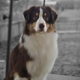 Gunny - Australian Shepherd