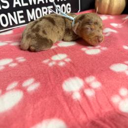 Rafiki AKC choc dapple male 5000 - Dapple male Dachshund puppy in Indian Trail, North Carolina from Hilda’s Teenie Weenies