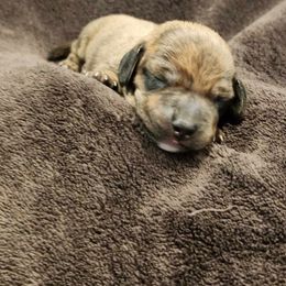 Flash - Brindle male Dachshund puppy in Littlestown, Pennsylvania from Redeemer's Dachshunds