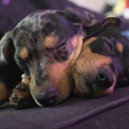 Dachshund puppies from Sweetwater Dachshunds