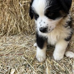 Australian Shepherd Puppies from Heritage Creek Preservation Farm