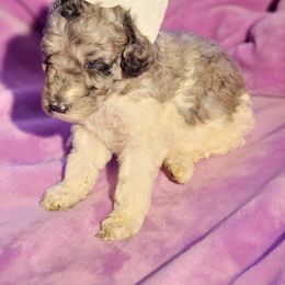 Poodle Puppies from Choco Poodles