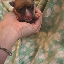 Girl 1 - Sable female Pembroke Welsh Corgi puppy in San Antonio, Texas from Moonrise