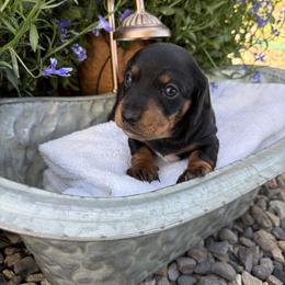 Queso - Black and tan female Dachshund puppy in Olathe, Colorado from Rocking LJ Breeding