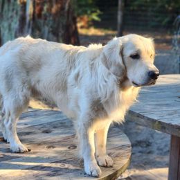 Tonka - Golden Retriever