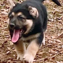 German Shepherds from von Kimrick Kennels