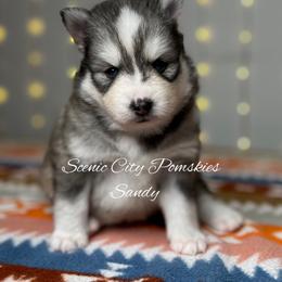 Sandy - Silver and white female Pomsky puppy in Rossville, Georgia from Scenic City Pomskies