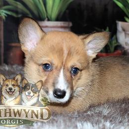 Pembroke Welsh Corgi puppies from Northwynd Corgis