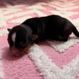 Daisy - Black and tan female Yorkshire Terrier puppy in Georgia from Nalley Kennels