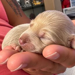Charlie - Fawn (isabella) and cream male Dachshund puppy in Vero Beach, Florida from Joseph’s Dachshunds
