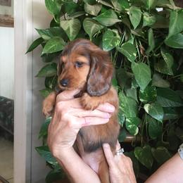 Dachshund Puppies from Windy Ridge Miniatures