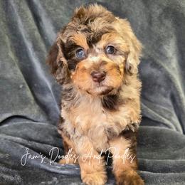 Tultiry - Brown merle female Aussiedoodle puppy in Cleveland, Georgia from Jam's Doodles And Poodles