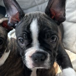 Quatro - Black and white male Companion Cross puppy in Georgia from KD’s K9 Oasis